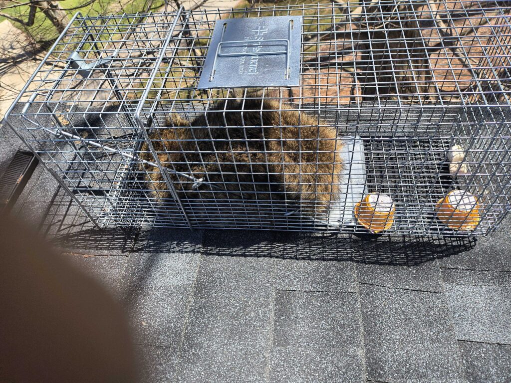Wildlife Control Union