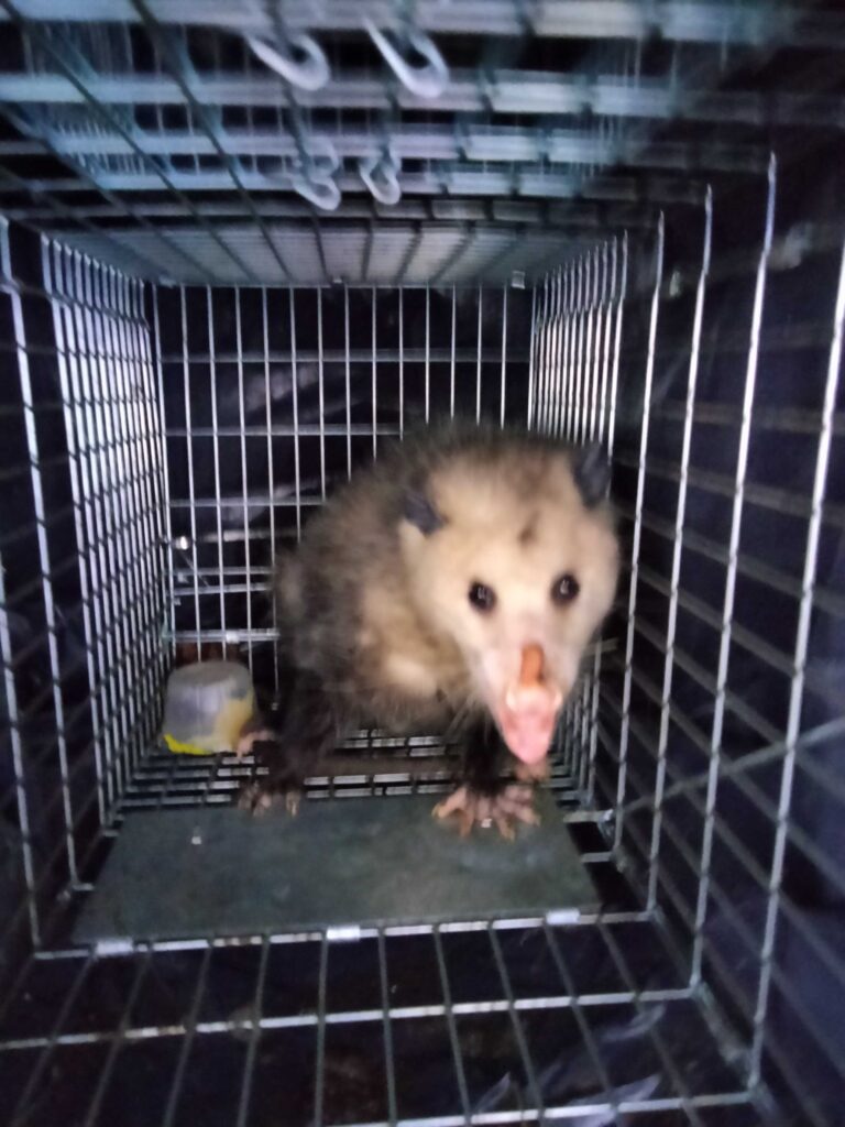 Wildlife Control Union
