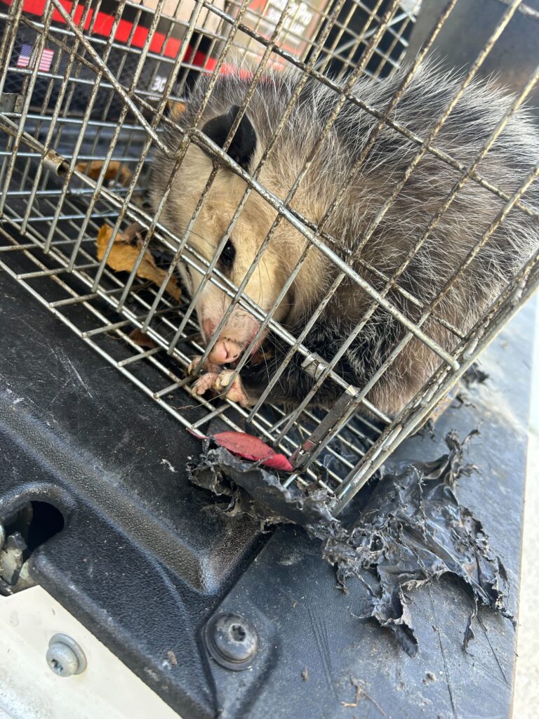 Wildlife Control Union