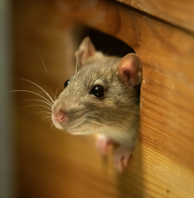 Wildlife Control Union
