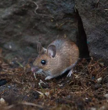 Wildlife Control Union